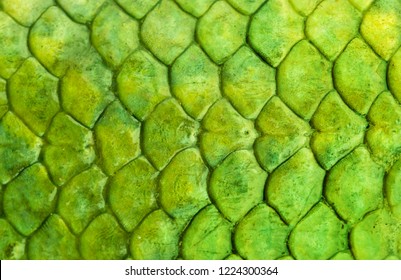 Skin Reptile Green Crocodile Skin Texture Snake Background Close-up.  Fish Scale Background Texture