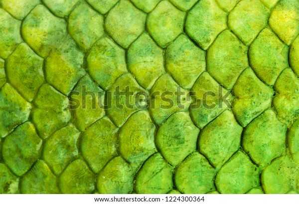Skin reptile green\
crocodile skin texture snake background close-up.  Fish Scale\
Background Texture