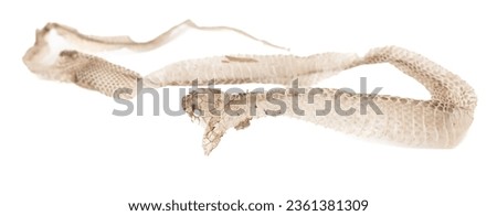 The skin of a snake isolated on a white background.