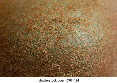 Skin Texture Of A Kiwi Fruit