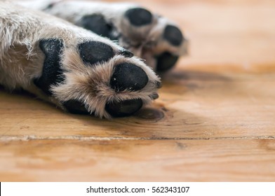 Skin Texture. Resting Dog's Paw Close Up. Paws Of A Big Dog On The Wooden Floor. Dog Feet And Legs