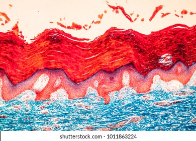 Skin Tissue Under The Microscope 100 X