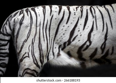 The Skin Of White Tiger.