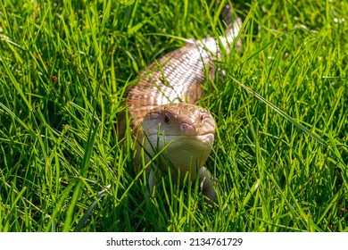 Skink Lizard (family Scincidae) In The Grass Close Up Front