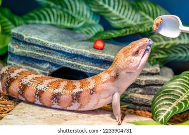 Skink lizard (family Scincidae) opens its mouth and shows a blue tongue while it is feeding in a terrarium. Skinks are popular lizards for keeping in a home terrarium with an unusual long blue tongue. - Powered by Shutterstock