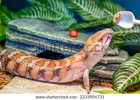 Skink lizard (family Scincidae) opens its mouth and shows a blue tongue while it is feeding in a terrarium. Skinks are popular lizards for keeping in a home terrarium with an unusual long blue tongue.