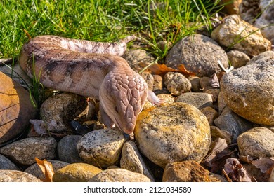 Skink lizard (family Scincidae) of their protective coloring (camouflage) with small legs resembling a snake on rocks stuck its blue tongue between the rocks in search of food. Skinks are popular pet 