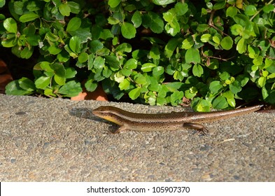 Skink Is A Lizard That Is Rated As Squamata, Snakes And Lizards..(Scincidae)