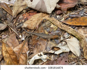 Skink, Mission Beach, Queensland