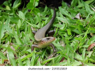 Skink ( Scincidae ) On Green Grass In The Garden