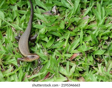 Skink ( Scincidae ) On Green Grass In The Garden