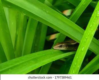 1,256 Scincidae Stock Photos, Images & Photography | Shutterstock