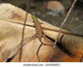 Skinks Are Lizards Belonging To The Family Scincidae