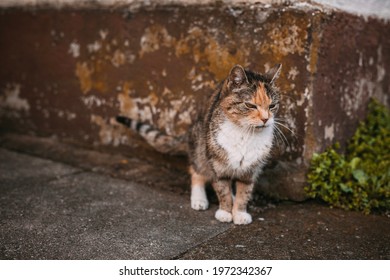 Skinny Alley Cat, Emaciated Moggy In Front Of The Wall, Gaunt Kitten