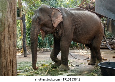 The Skinny Asian Elephant Was Raised In A Human Animal Shelter.