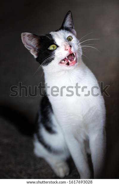 skinny black and white cat