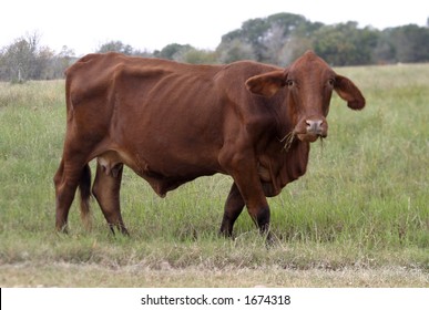Skinny Brown Cow Chewing Grass