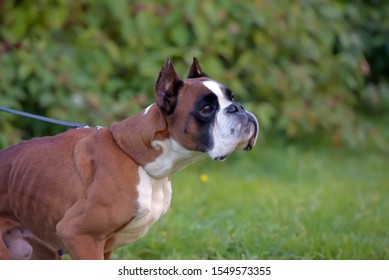 Skinny Brown With White German Boxer Dog