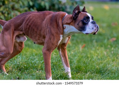 Skinny Brown With White German Boxer Dog On Green Grass