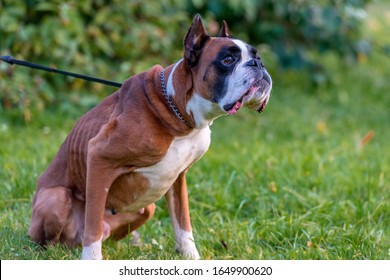 Skinny Brown With White German Boxer Dog On Green Grass