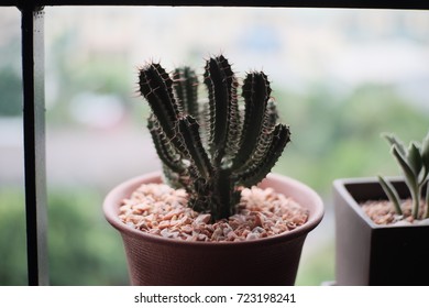 112 Skinny Cactus Images, Stock Photos & Vectors | Shutterstock