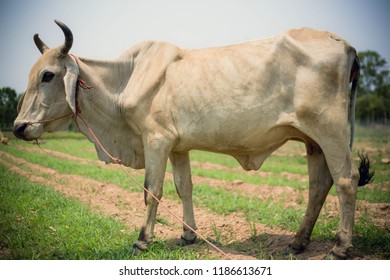 Skinny Cow Green Field Stock Photo (Edit Now) 1186613671