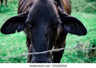 
Skinny Cow Looking At Camera, Black Cow