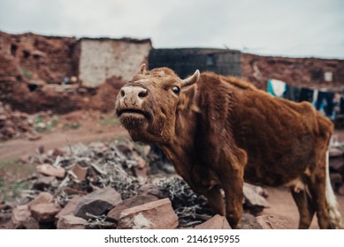 A Skinny Cow In Morocco