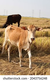 Skinny Cow In Paddy Field