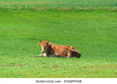 Skinny Cow Resting On A Green Meadow