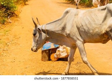 Skinny Cow Walking On Dusty Road
