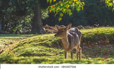 Skinny Deer Or Scrawny Looking Deer In A Forest 