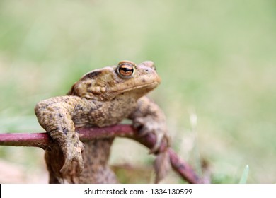 Skinny Frog After Winter Hibernation