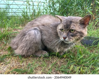 A skinny homeless gray cat with ears flattened is sitting on the grass with an unhappy look. In the background is a part of the house, a chain-link fencing and an empty bowl.