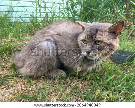 A skinny homeless gray cat with ears flattened is sitting on the grass with an unhappy look. In the background is a part of the house, a chain-link fencing and an empty bowl.