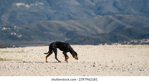 Skinny , light brown and black hungry stray dog.,On the road searching for food. Exhausted, doggy. Hot summer day. Nobody, selective focus