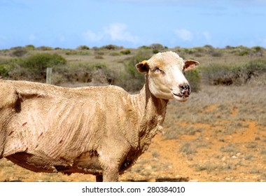    skinny poor sheep, Outback, Australia