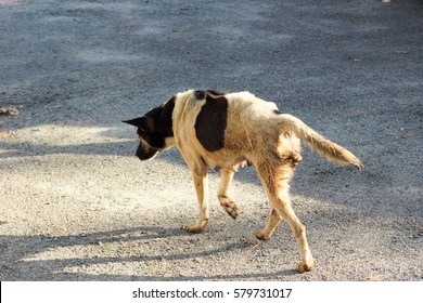 can dogs run on pavement