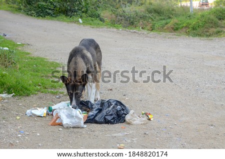 Skinny stray dog searching for food in the trash.  Homeless hungry male dog on the street. A miserable stray dog lookin for food. Starving dog near the city.
