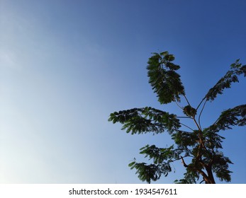 A Skinny Tree And Blue Sky.