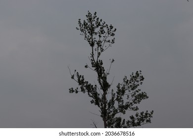 Skinny Tree On Cloudy Day