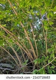 Skinny Tree Trunk Branches Greenery 