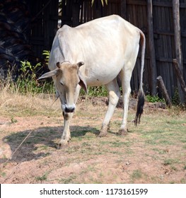 171 Cow feeding desert Images, Stock Photos & Vectors | Shutterstock