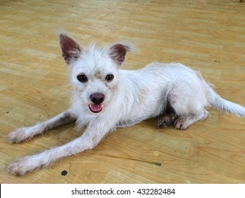A Skinny White Stray Dog