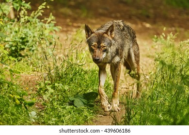 Skinny Wolf Images, Stock Photos & Vectors | Shutterstock