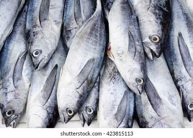 Skipjack Tuna