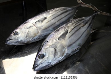 Skipjack Tuna In The Market