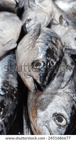 Skipjack tuna is a medium-sized fish from the Scombridae family