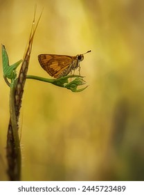 Skipper Butterflies are perched and resting on wild grass leaves with a natural, gradient background 