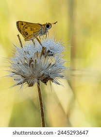 Skippers Butterflies are generally small butterflies with thick heads and large eyes.  This butterfly perched on dandelions with background natural 